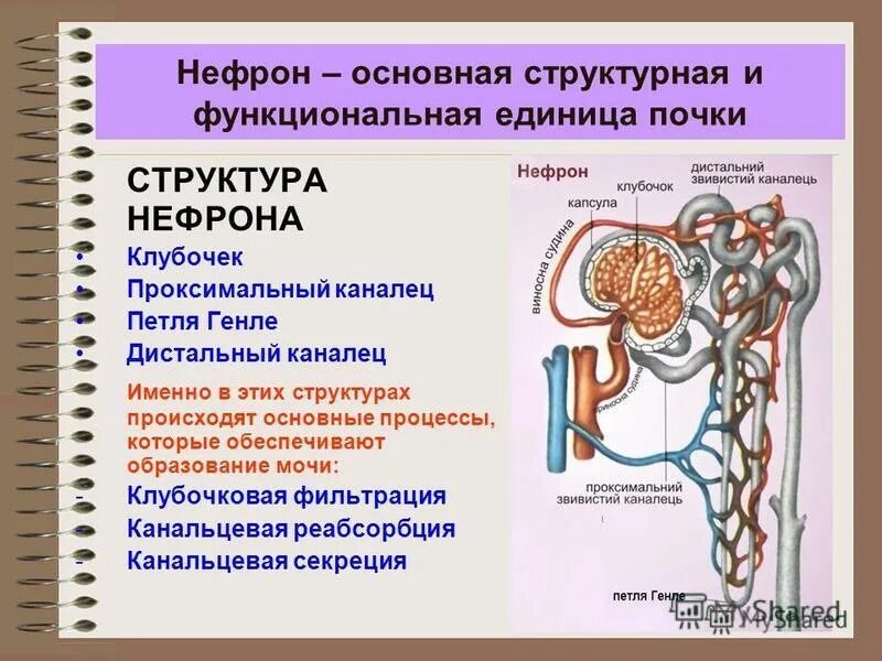 В капсуле нефрона происходит образование. Почка нефрон образование первичной мочи. Строение нефрона и процесса образования мочи. Строение и функции нефрона - этапы образования мочи. Процессы в нефроне почки.