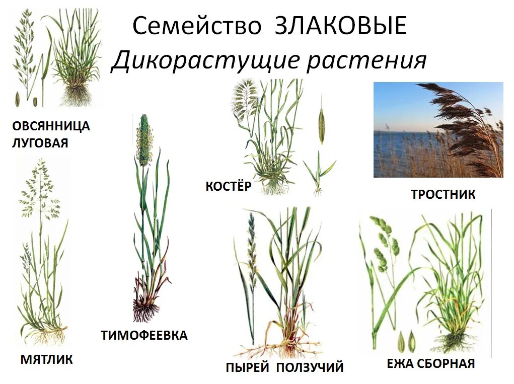 Злаки растения примеры названия. Злаки Мятликовые. Семейство однодольных растений злаковые. Злаковые кормовые растения. Однодольные Дикие злаковые растения.