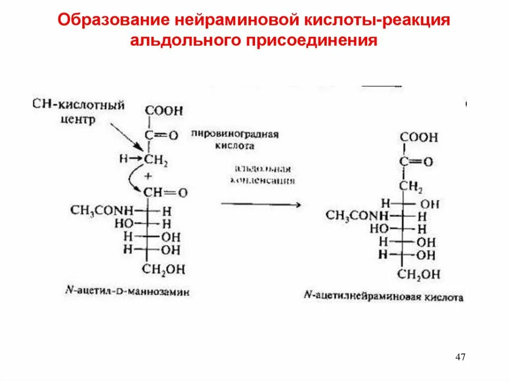 Реакция образования нейраминовой кислоты. Синтез нейраминовой кислоты. D нейраминовая кислота биологическая роль. Н ацетил нейраминовая кислота. Реакция образования пировиноградной кислоты