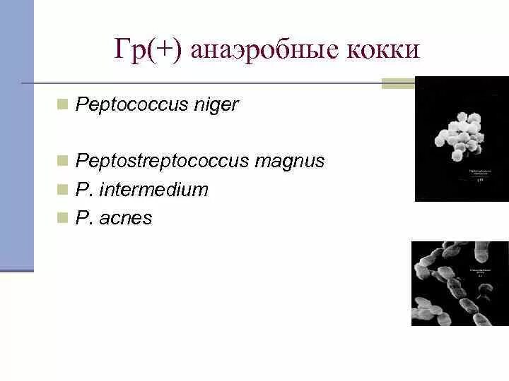 Пептококки микробиология. Анаэробные кокки. Стафилококки анаэробы или аэробы. Антибиотики при анаэробной неклостридиальной инфекции. Кокки грамположительные факультативно анаэробные.