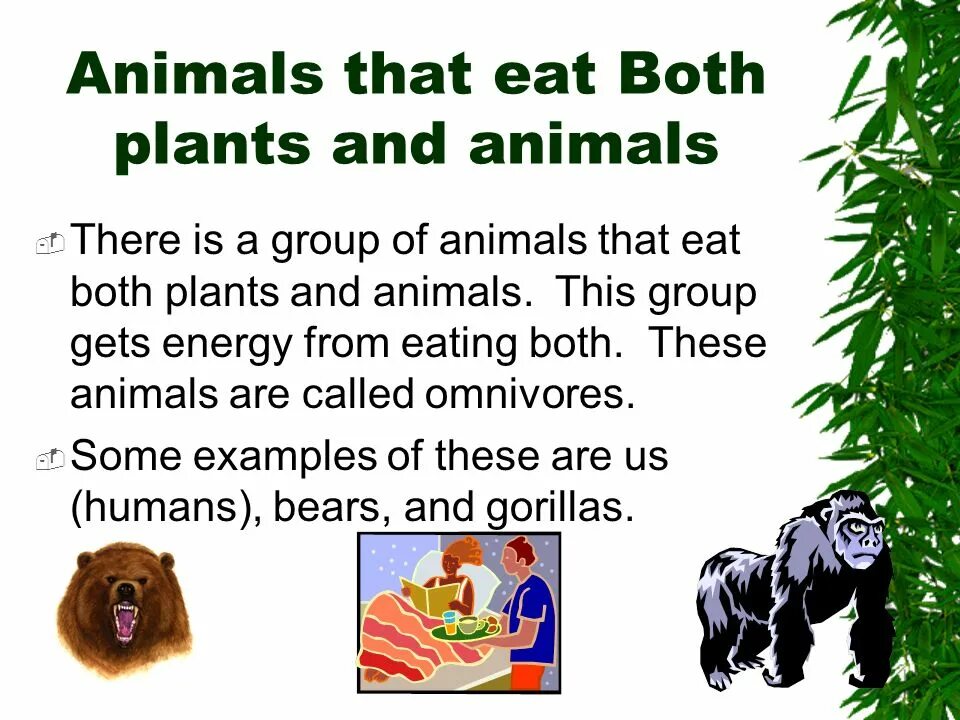 Непентес мадагаскарский. Many plant eating animals. Vegan love studio. Many plant eating animals. Many plant eating animals.