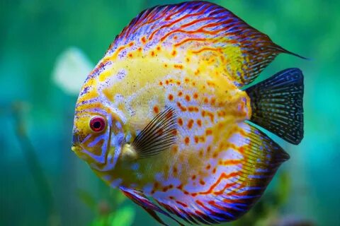 Types of Aquarium Fish: Yandex Görsel'de 1 bin görsel bulundu