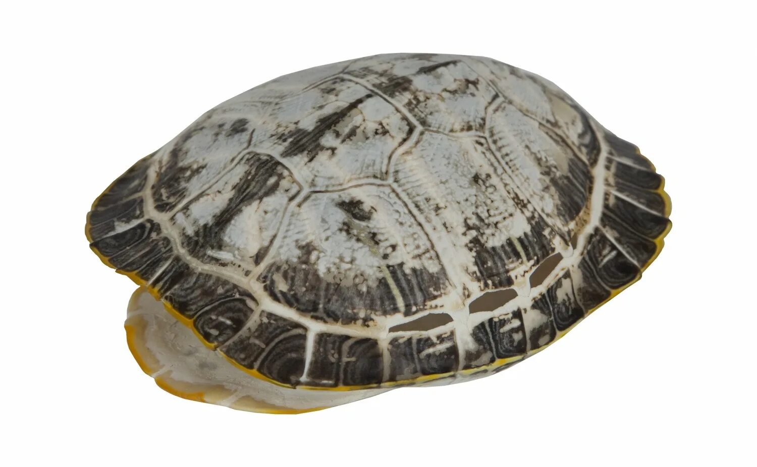 Где найти панцирь черепахи. Среднеазиатская черепаха. Панцирь красноухой черепахи. Окаменелости черепахи. Карапакс болотной черепахи.