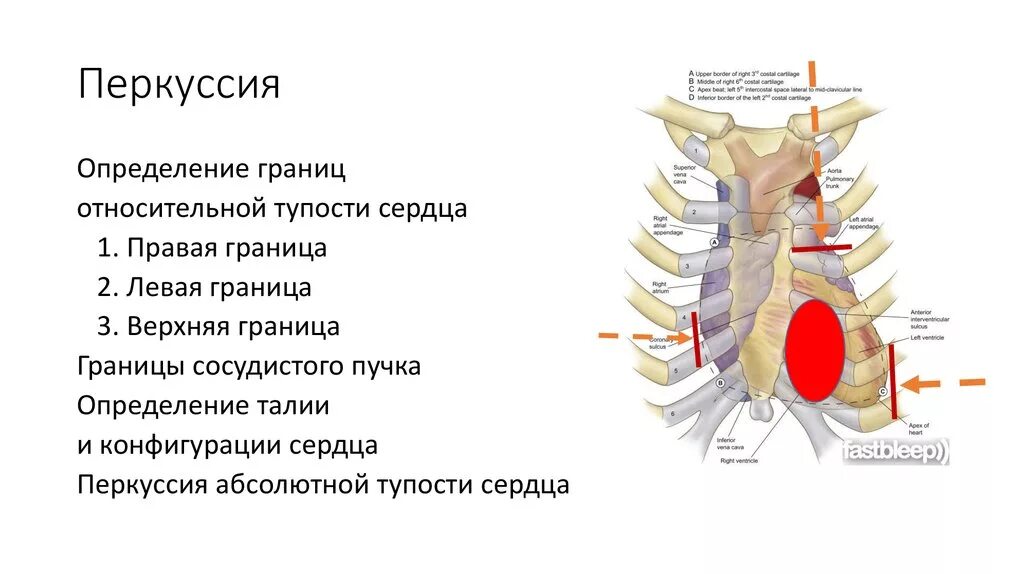 Перкуссия сосудистого пучка. Границы сосудистого пучка сердца. Сосудистый пучок сердца. Перкуссия сосудистого пучка сердца.