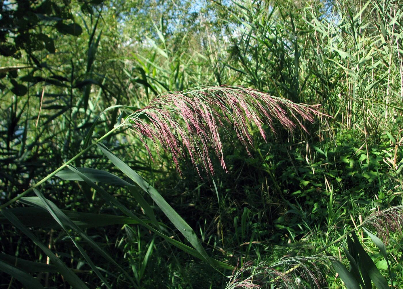 Тростник южный. Тростник Южный phragmites Australis. Тростник Южный (phragmítes Austrális). Тростник обыкновенный phragmites Australis. Тростник phragmites communis Trin.