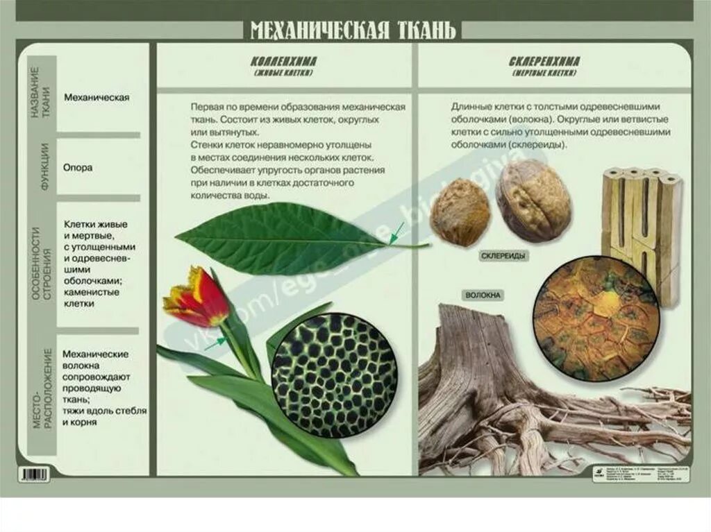 Выполняемые функции механической ткани растений. Механическая ткань растений склеренхима. Строение механической ткани растений. Механическая ткань растений функции. Механическая ткань растений примеры.