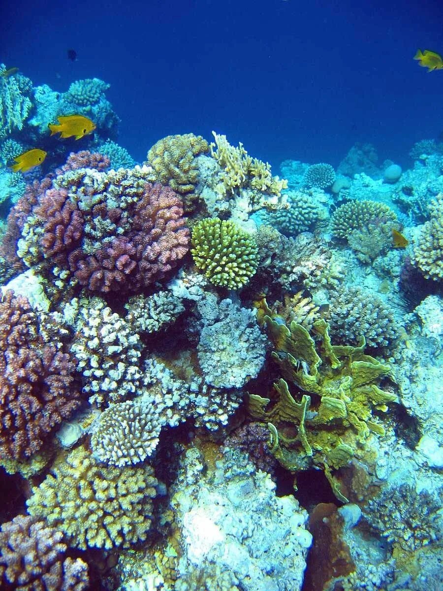 Где риф. Коралловый риф. Барьерный риф. Барьерный риф кораллы. Риф коралловый коралловый.