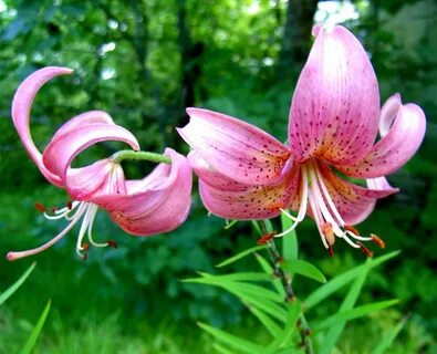 Самарская лилия фото и описание