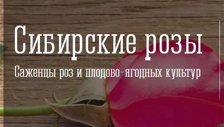 Розы вокзальная. Много букетов. Огромный букет. Розы вокзальная. Город миллиона роз.