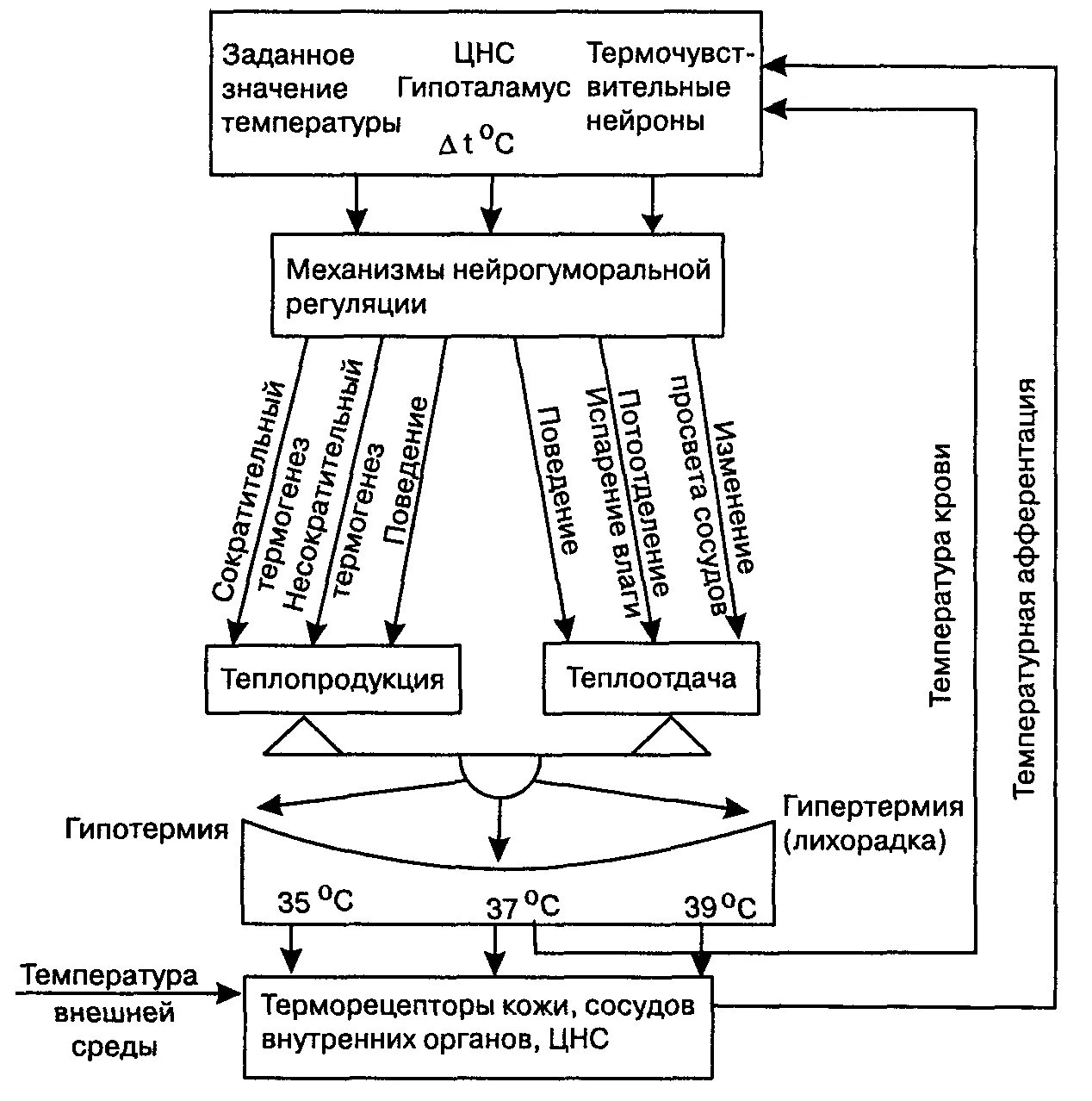 Механизмы поддержания постоянства температуры тела. Схема функциональной системы терморегуляции. Механизм терморегуляции человека схема. Схема терморегуляции физиология.