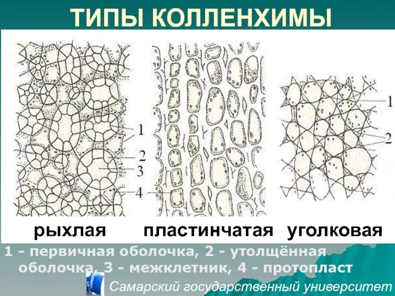 Пластинчатая ткань колленхима. Склеренхима ткани растений. Механическая ткань колленхима строение. Колленхима уголковая пластинчатая рыхлая. Клетка листа бегонии