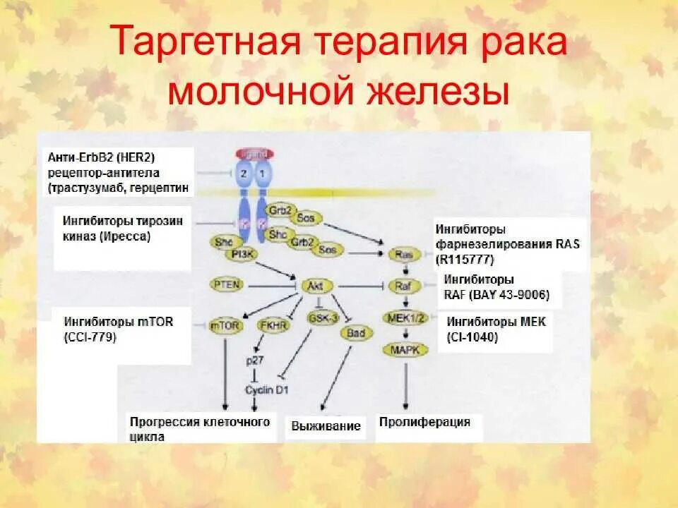 Таргетная терапия при раке что это. Таргетная терапия при раке что это