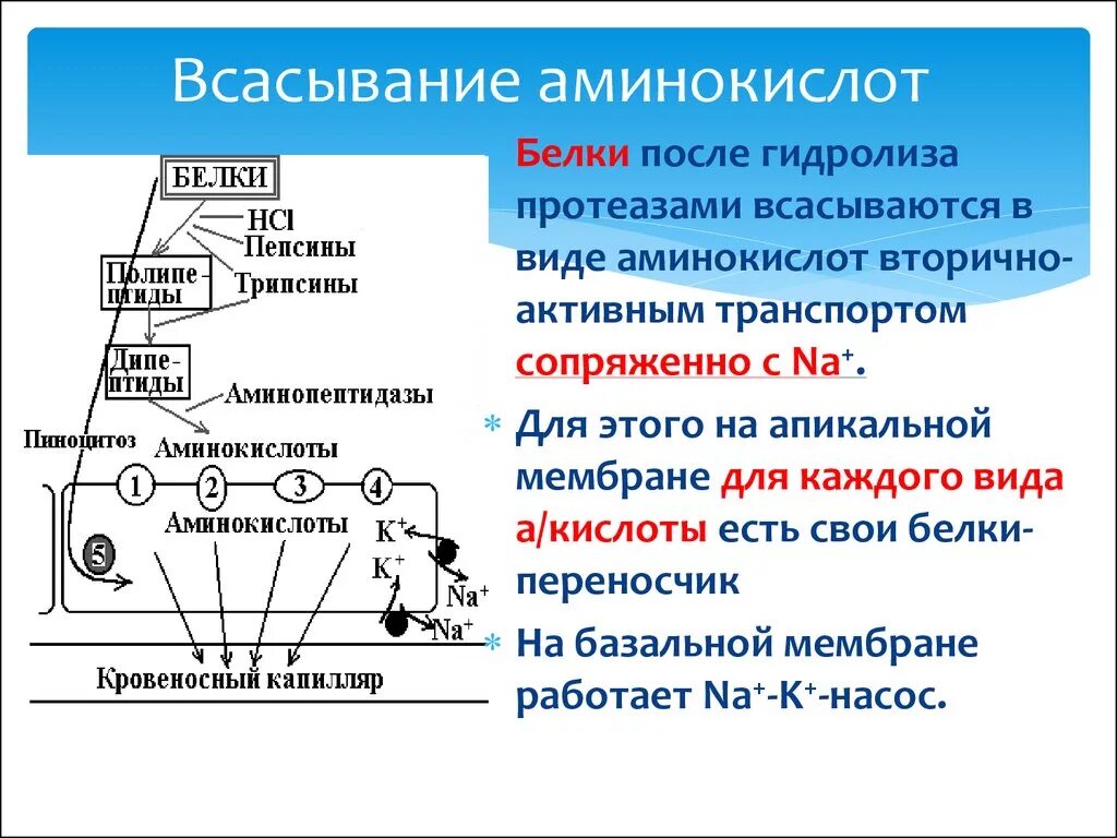 Всасывание аминокислот где