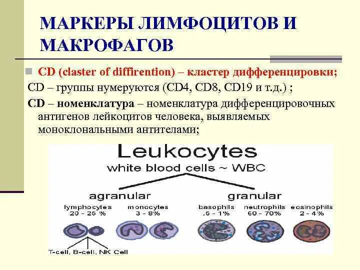 Дифференцировка макрофагов