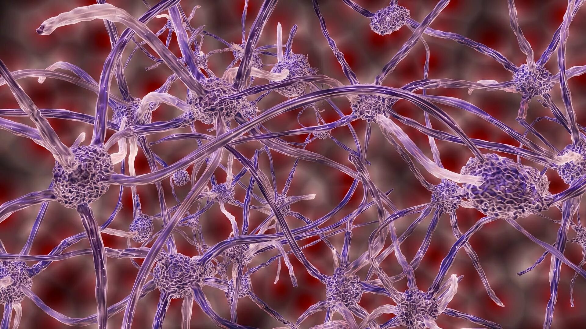 Клетки мозга человека состоят из. Стволовые клетки микрофотография. Фибробластные клетки. Нейрональные стволовые клетки. Нейроны мозга под микроскопом.