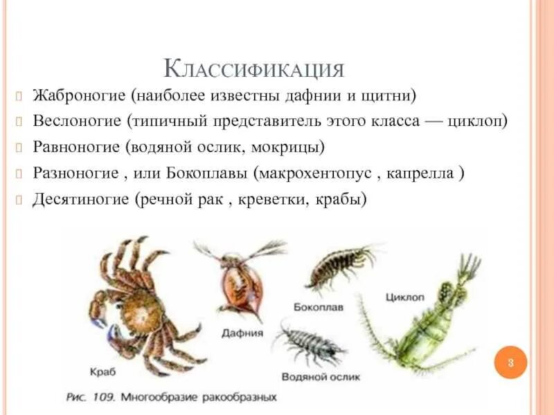 Характерные признаки класса ракообразных. Класс ракообразные систематика. Ракообразные дафния и Циклоп. Ракообразные представители Циклоп. Отряды ракообразных 7 класс.