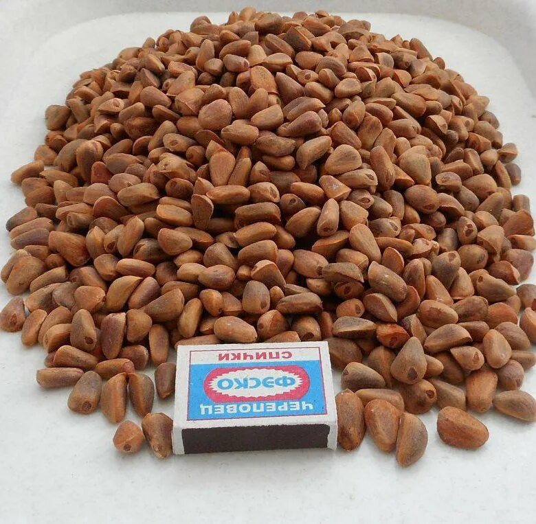 приморский кедровый орех. дальневосточные шишки кедрового ореха. дв маркет. кедровый орех сосны корейской. семена хабаровск.