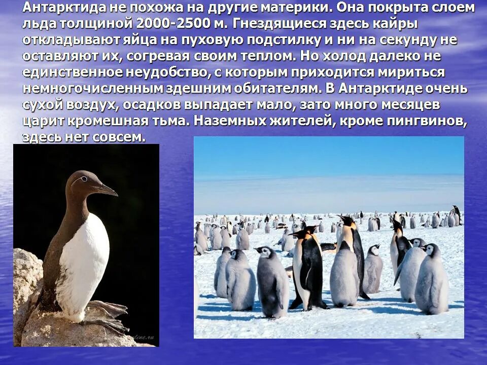 Сообщение о животных антарктиды. Антарктида презентация. Презентация на тему животные Антарктиды. Животные материка Антарктида. Антарктида доклад.