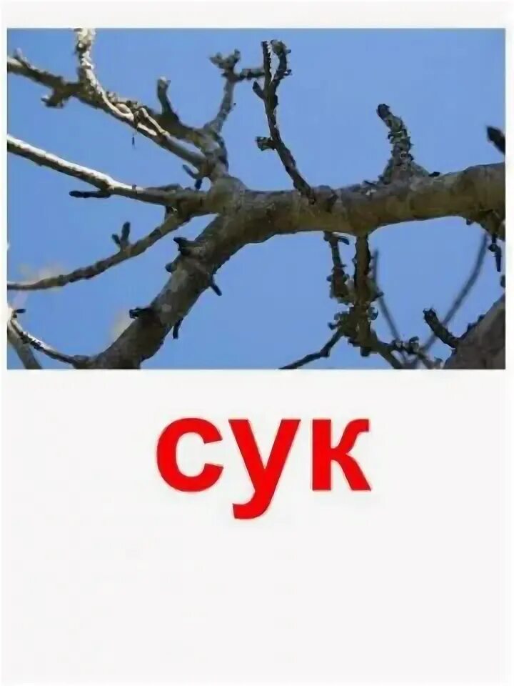 Как правильно сук суки. Сук. сук дерева. картинка сук. сук картинки для детей.