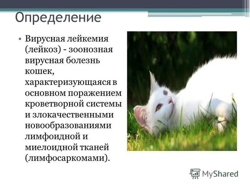 Иммунодефицит кошек передается человеку. Вирусная лейкемия кошек.