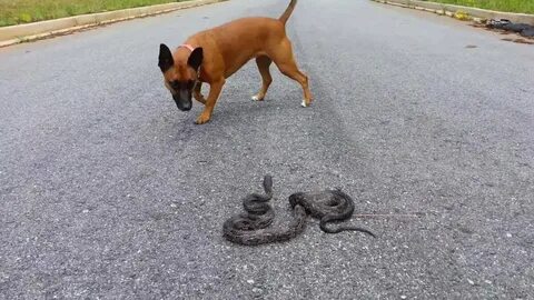 Тут животные