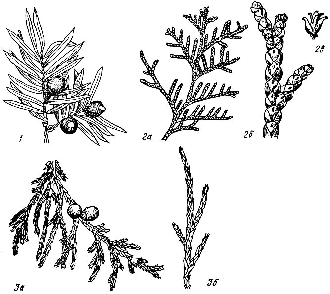 внешнее строение можжевельника