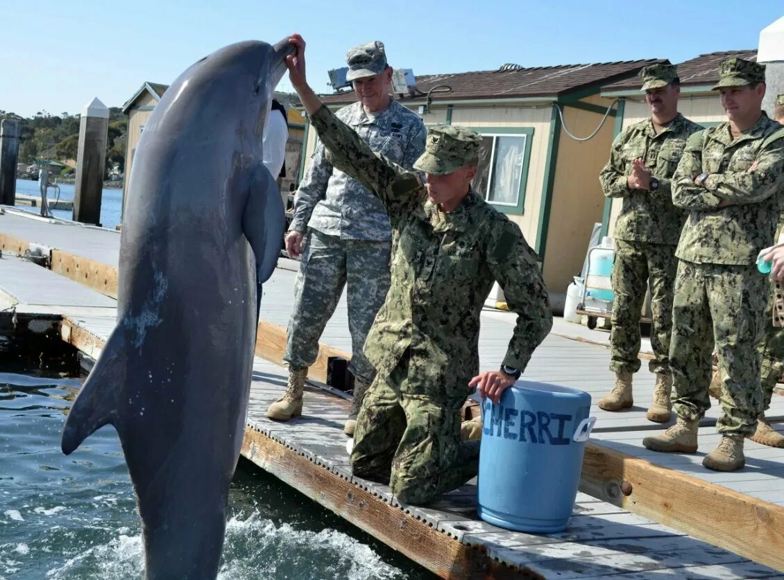Дельфины террористы. Военные дельфины в Севастополе. Боевые дельфины в Крыму. Дельфин камикадзе. Армия дельфинов.