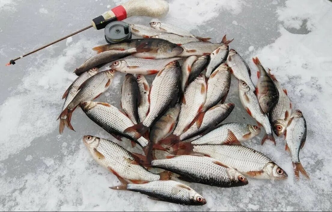 Зимняя рыбалка. Плотва зимой. Рыбалка зимняя рыбалка. Рыбалка на реке зимой. Улов зимой