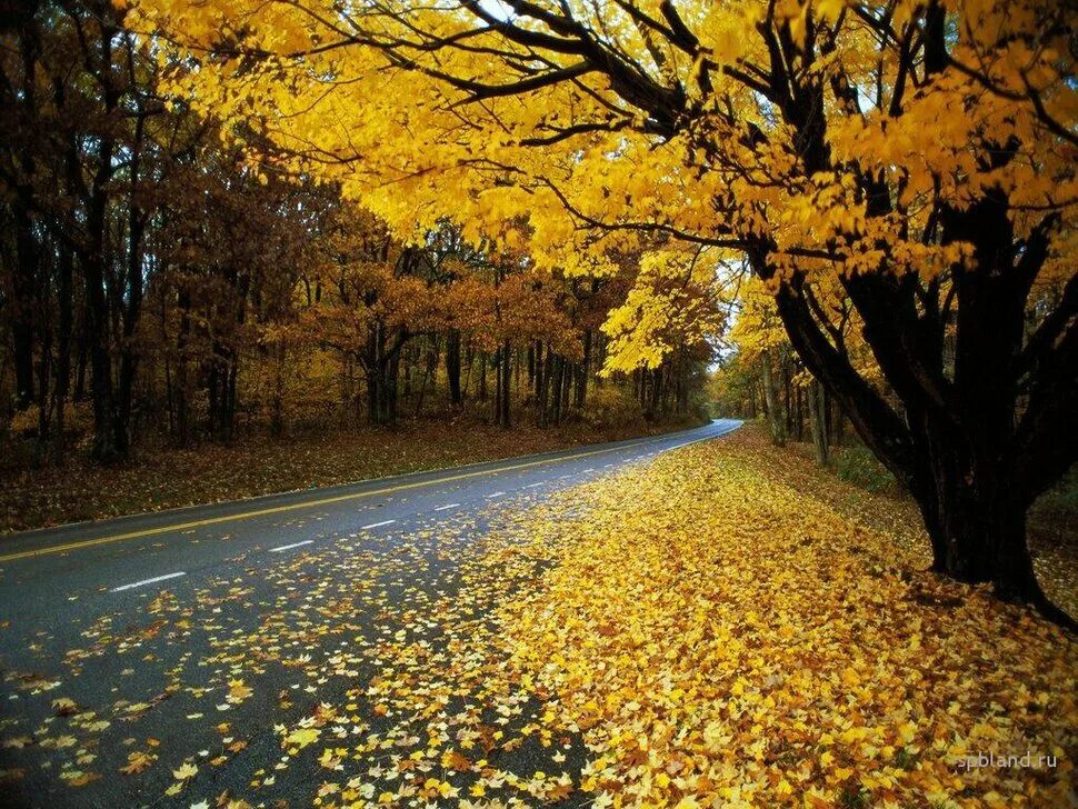 Придет осень золотая. Осень. Золотая осень. Осень листопад. Осенний день.