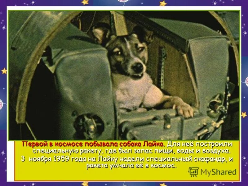 первыми в космосе побывали собаки. лайка — первая собака, которая в 1957-м побывала в космосе. первыми в космосе побывали собаки. собаки полетевшие в космос. первые собаки в космосе.