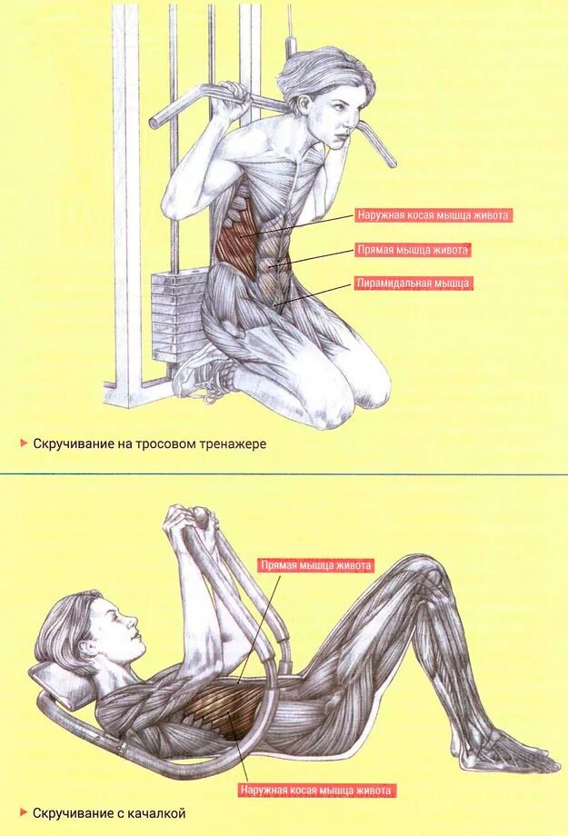 Поперечная мышца живота как накачать. Косые мышцы живота упражнения на тренажере. Скручивания в тренажере для мышц брюшного пресса. Упражнения для внешних косых мышц живота. Скручивание косых мышц живота.