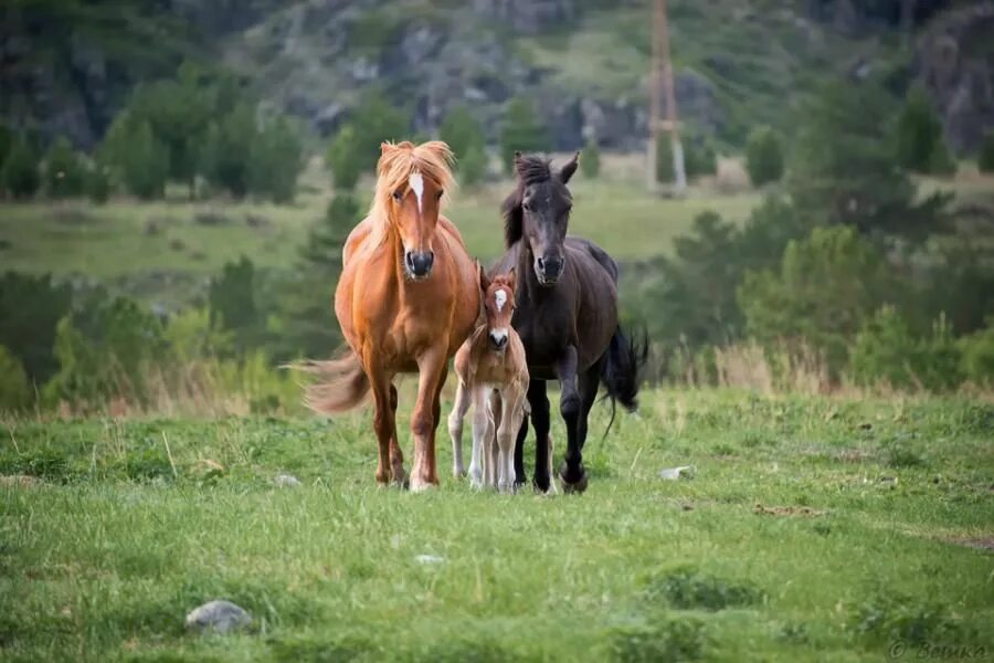 Horse family