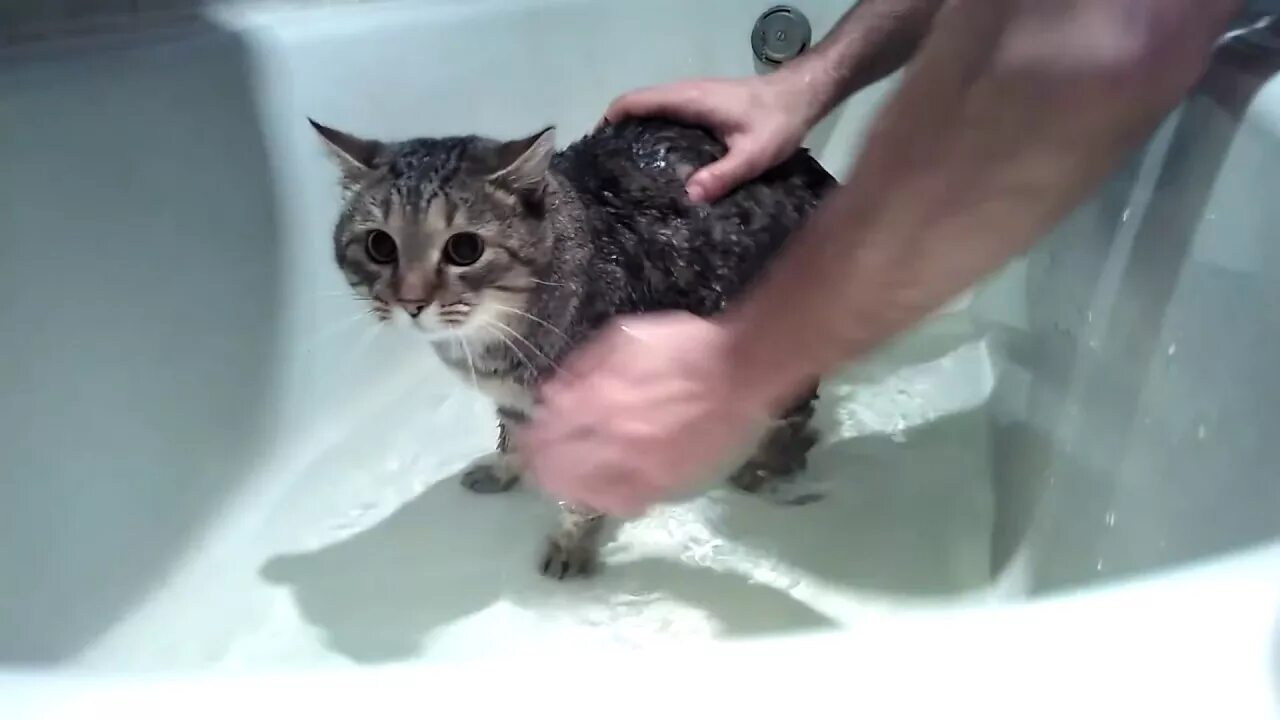 Говорящий кот в ванной. Купание котов в ванной которые ругаются. Кот матерится в ванной. Купание котов в ванной которые ругаются матом. Кот в ванне говорит нормально