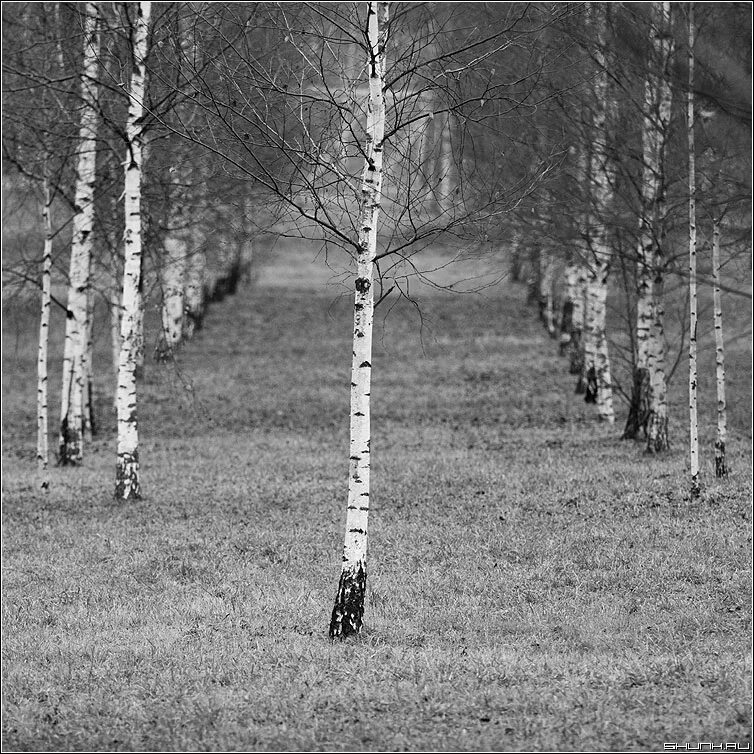 Тоненькие березки. Береза. Береза черно белая. Березовая роща. Белая береза.