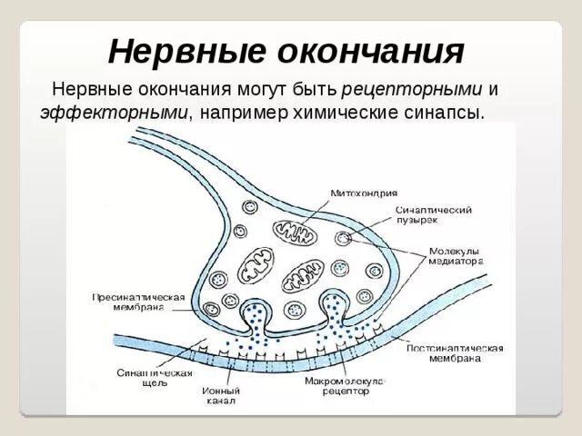 Нервные окончания функции. Строение рецепторных нервных окончаний. Строение рецепторных окончаний гистология. Строение нервных окончаний гистология. Эффекторные нервные окончания строение и функции.