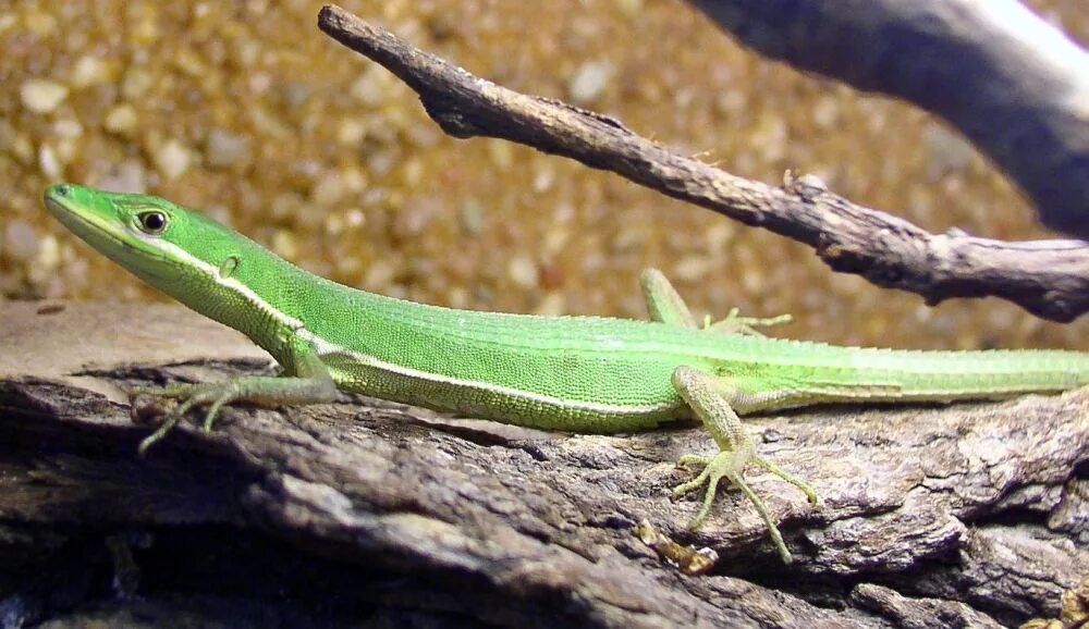 сканворд 6 букв. должность 6 букв сканворд. сканворд фото. кроссворды для взрослых. кроссворды.