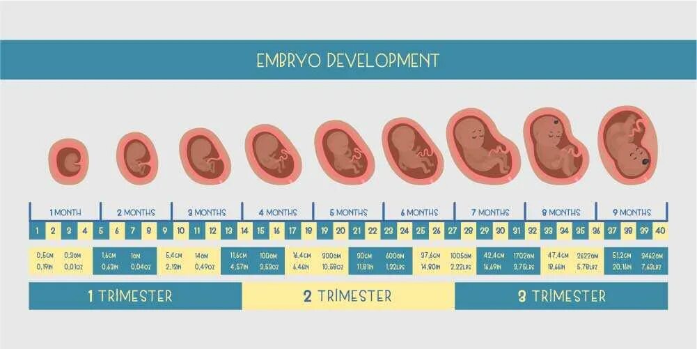 Формирование плода. Стадии развития плода. Период развития плода в матке. Стадии развития плода по месяцам.