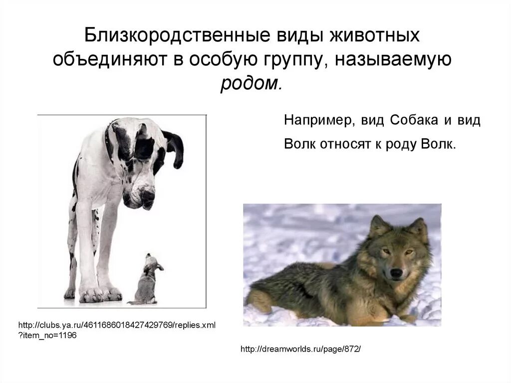 Виды животных объединяют