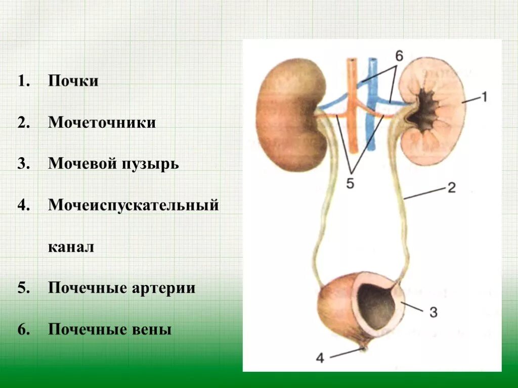 Строение почки и мочевого пузыря. Почки мочеточники мочевой пузырь мочеиспускательный канал. Строение почки мочеточники мочевой пузырь мочеиспускательный канал. Почки мочеточник строение анатомия. Мочевая система схема почка мочеточник.