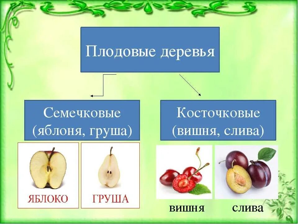 Груша группа культурных растений. Семечковые плодовые культуры. Косточковые и семечковые деревья. Косточковые плодовые растения. Классификация семечковых и косточковых плодов.