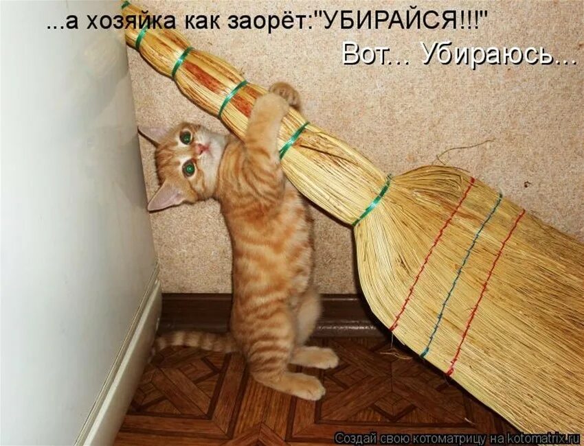 Если дома нету денег привяжите веник. Кот с веником. кот на метле. приколы про кошек. котейка с веником.