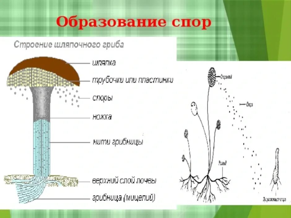 Где образуются грибы. Схема строения шляпочного гриба. Грибы строение шляпочных грибов. Внешнее строение плодового тела шляпочного гриба. Строение шляпочного гриба споры.