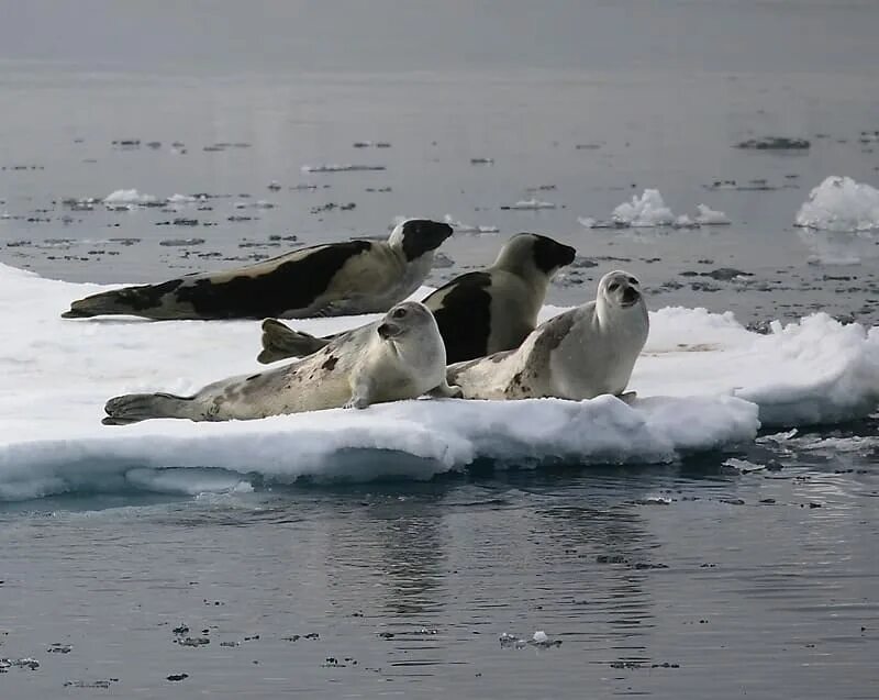 Белое море тюлени. Нерпа карское море. нерпа чукотка. гренландский тюлень. ластоногие арктики.