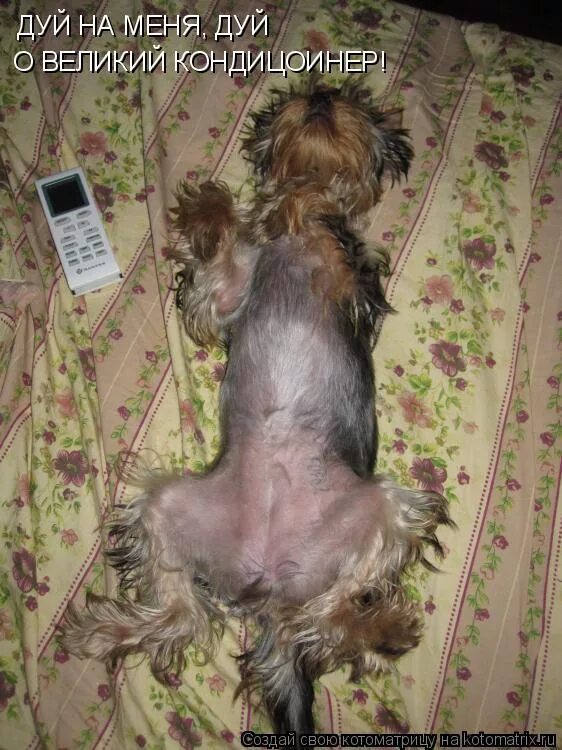 йоркширский терьер пузико. йоркширский терьер живот. йоркширский терьер пузико. дерматофитоз у йоркширского терьера. йоркширский терьер живот.