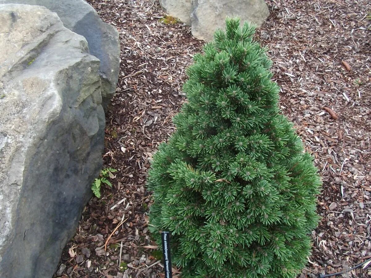 Сосна Горная Шервуд компакт. Пинус Муго Шервуд компакт. Pinus mugo 'Sherwood Compact'. Pinus aristata Sherwood Compact.