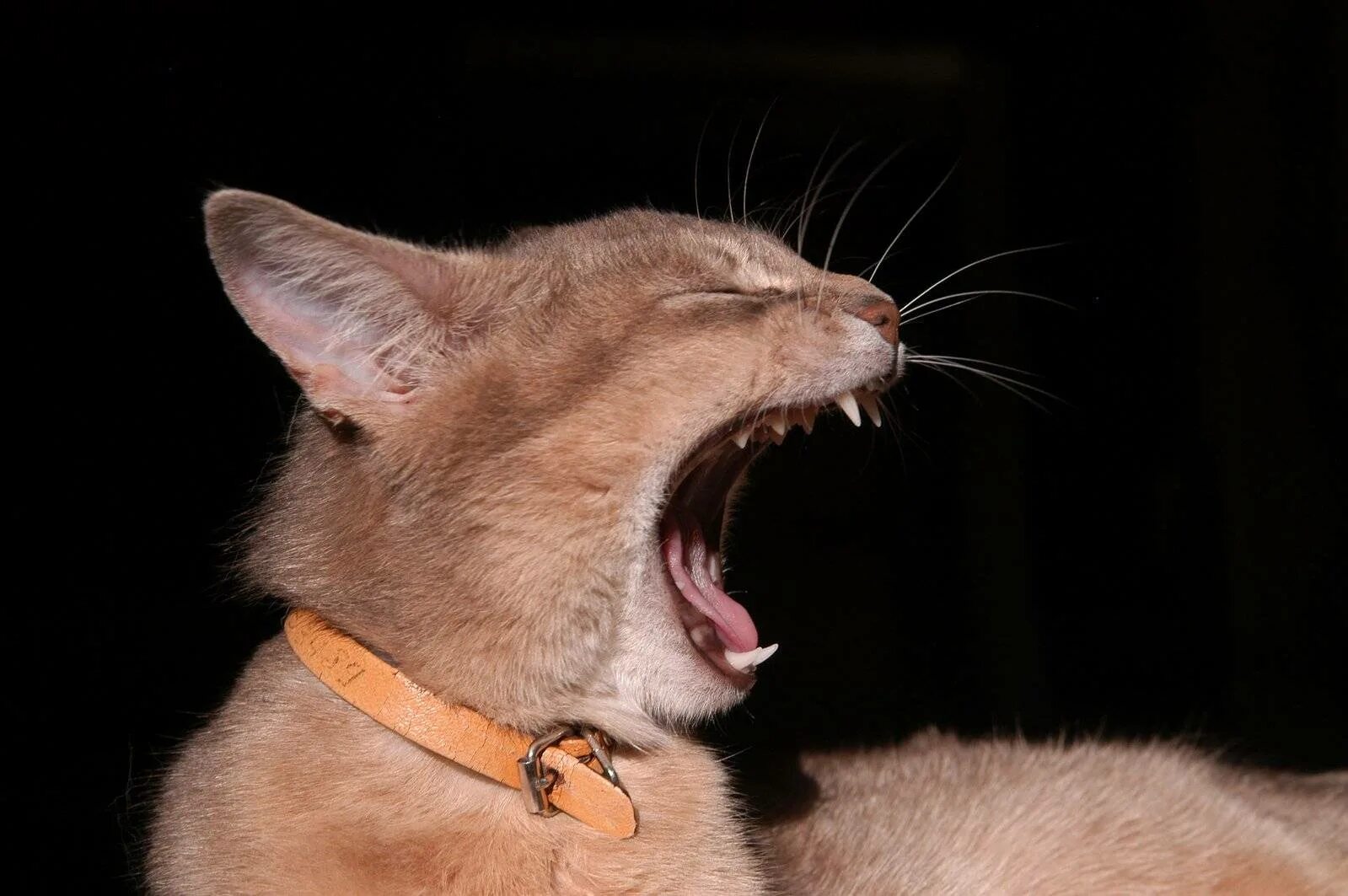 Котенок дышит открыв рот