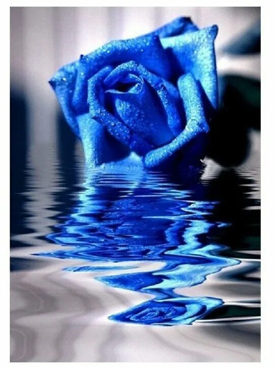 Голубая вода роза фото 10 Lucky Plants For your Home and Garden Garden Lovers Club Lucky plant, Plant