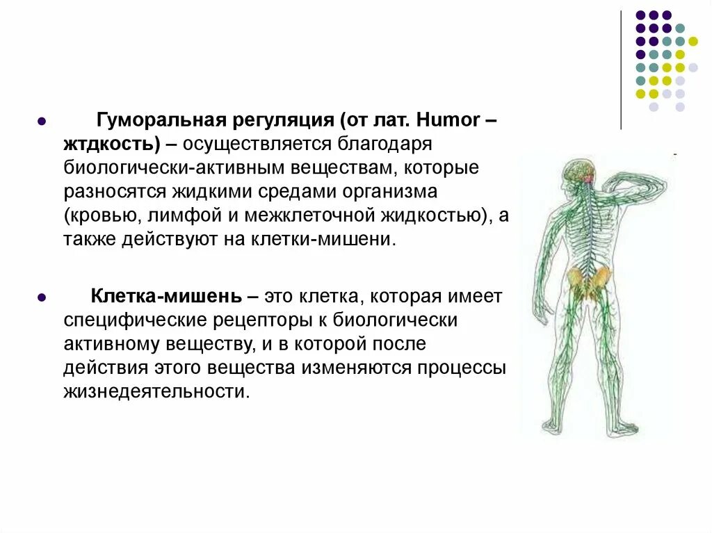 Как осуществляется нейрогуморальная регуляция организма. Гумаральный регуляция. Гуморальная регуляция организма человека. Гуморальная регуляция процессов жизнедеятельности организма. Роль гуморальной регуляции в организме.