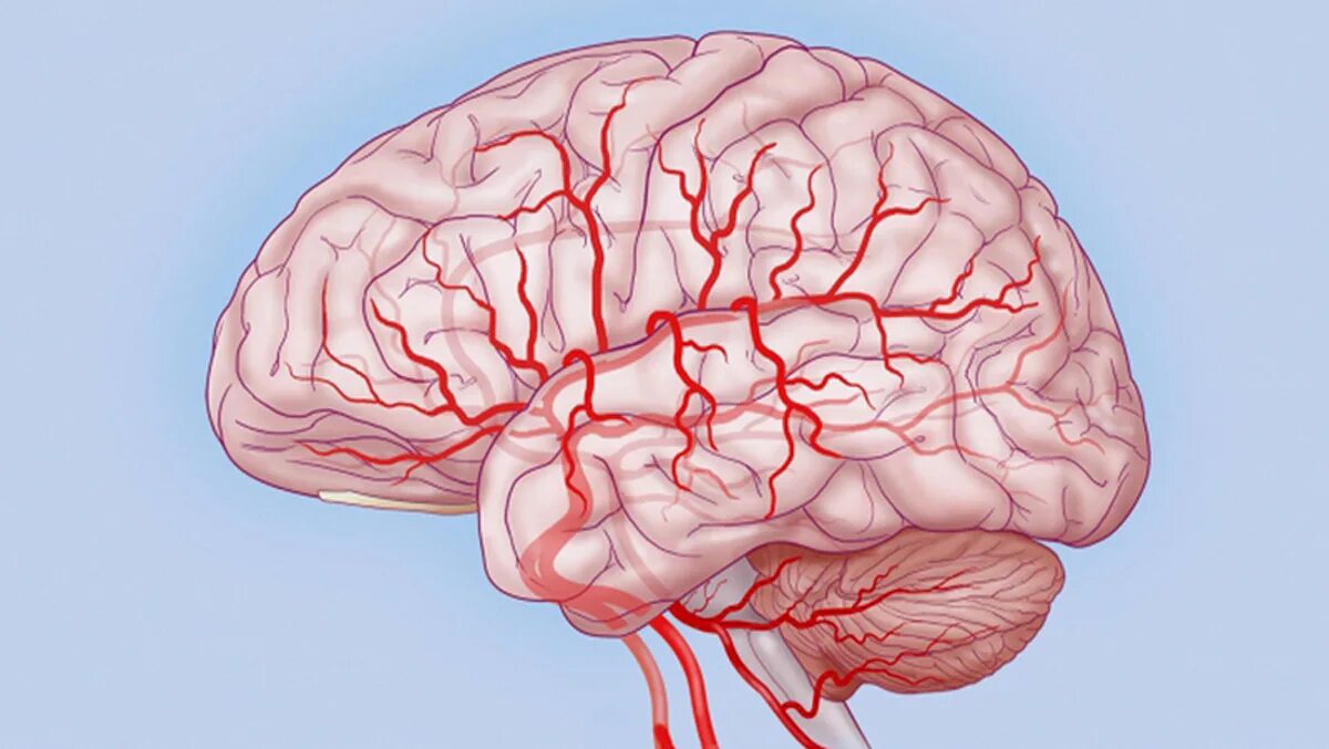 Церебральные сосуды головного мозга что это. Дисциркуляторная энцефалопатия кровь. Кровоснабжение коры головного мозга. Энцефалопатия сосудов головного мозга.