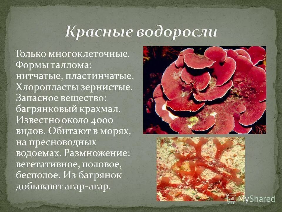 Почему водоросли красные